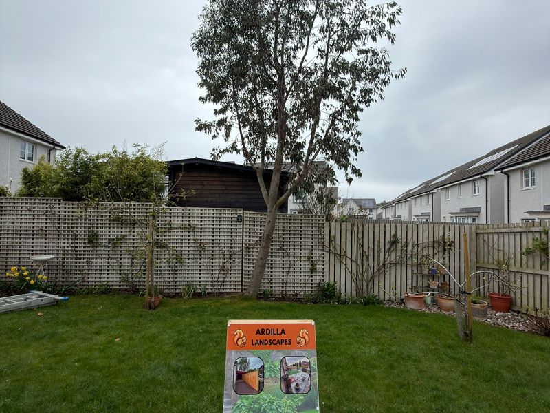 Overgrown garden lawn with tree before removal in Dundee