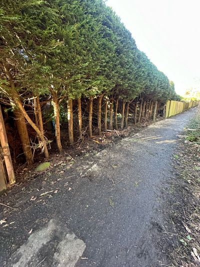Before: Boundary fencing alongside leylandii hedge, Dundee