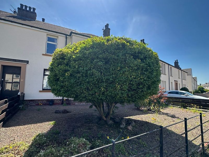 Shrub Pruning by Ardilla Landscapes in Dundee
