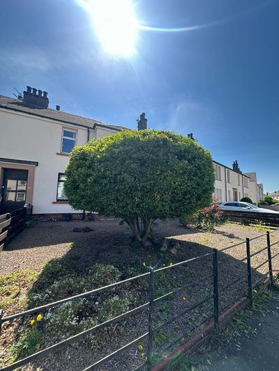 After: Overgrown shrub clearance and shaping, Dundee