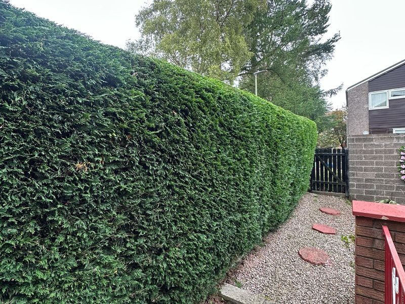 Hedge Cutting by Ardilla Landscapes in Dundee