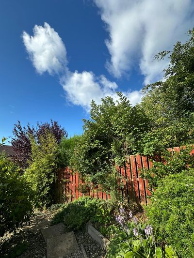 Before: Garden hedge trimming, Dundee