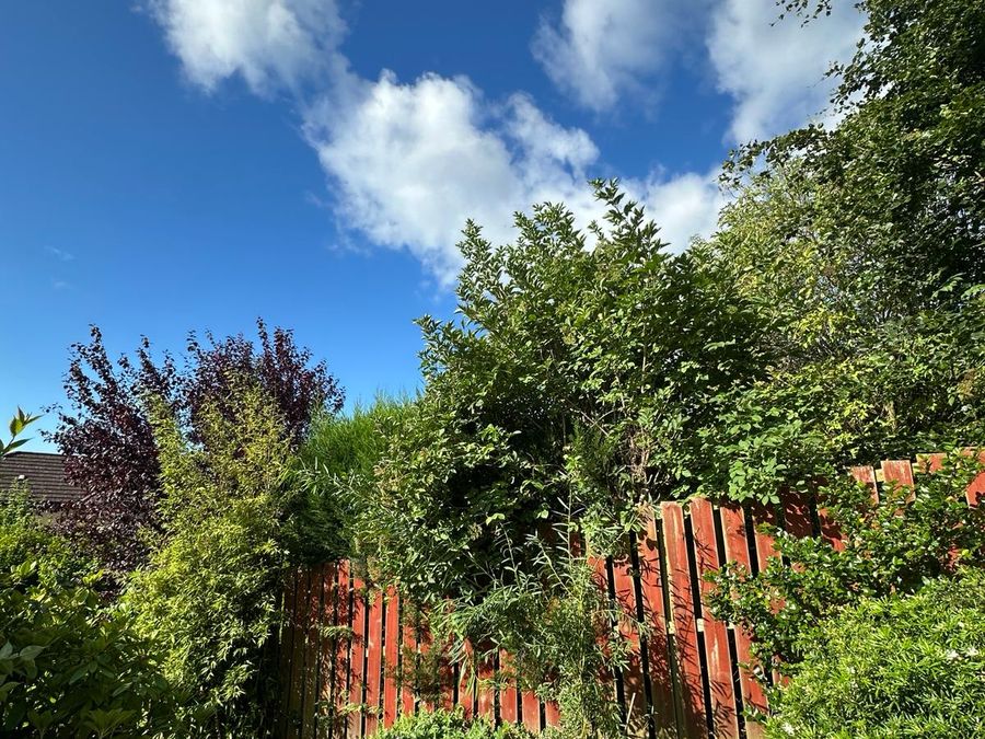 Overgrown hedge before trimming