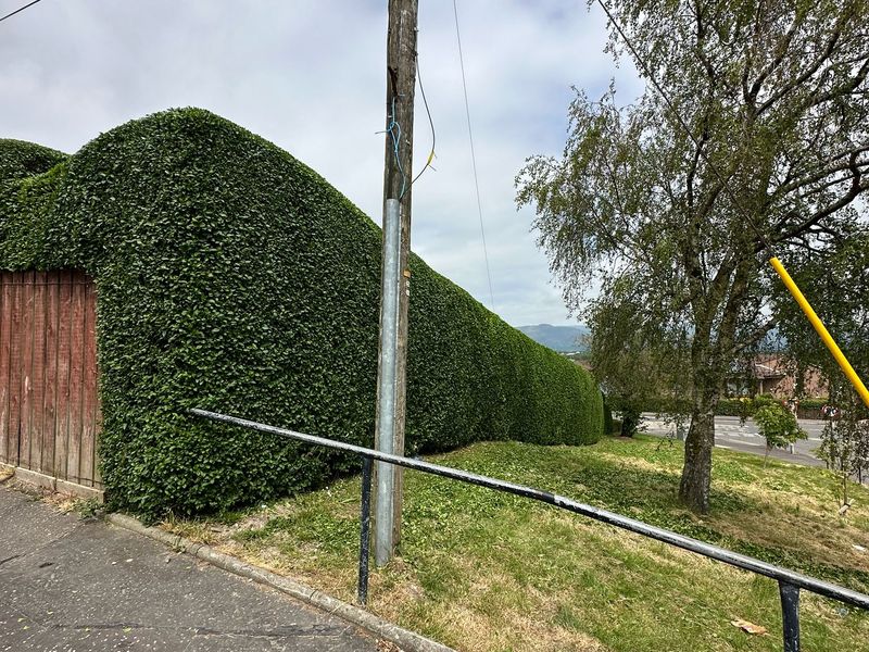 Roadside Hedge Trimming by Ardilla Landscapes in Dundee