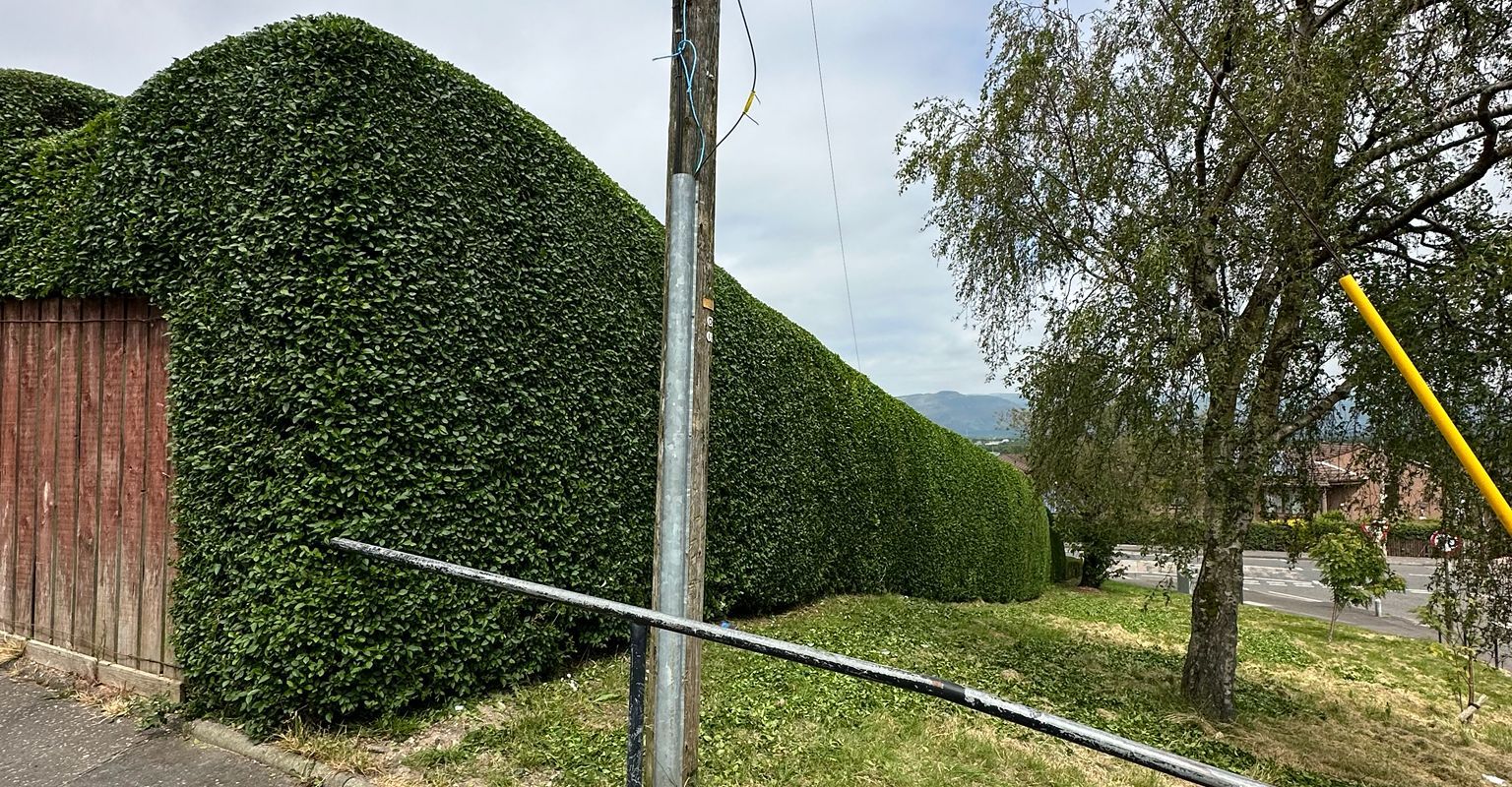 Tree and hedge work completed by Ardilla Landscapes in Dundee