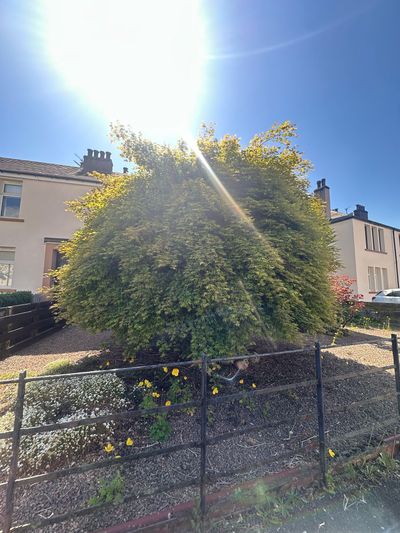 Before: Overgrown shrub clearance and shaping, Dundee